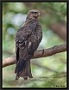 Zwarte Wouw. Black Kite, Milvus migrans Location: Kololi, the Gambia zwarte wouw MG 0729 kopie
